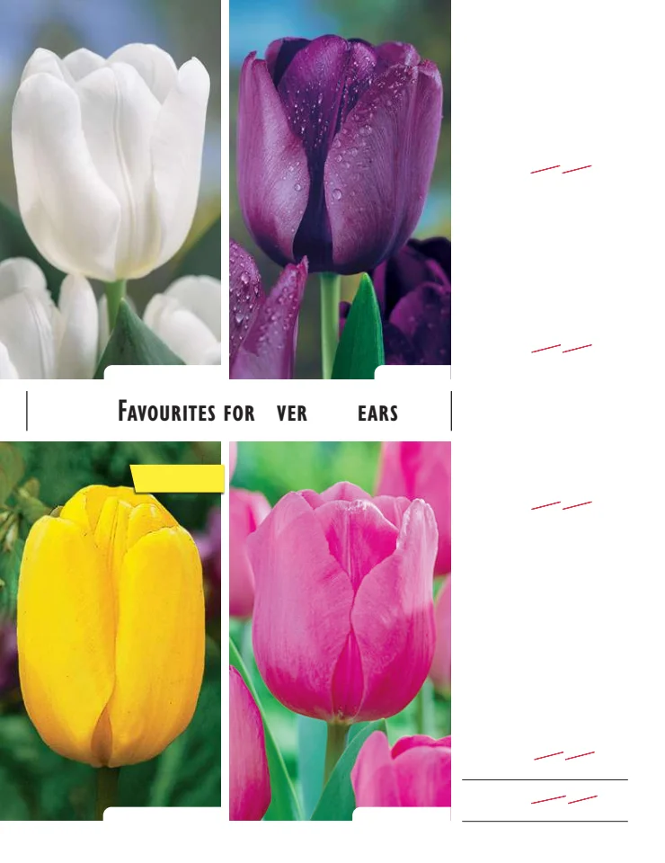 Flyer page 20