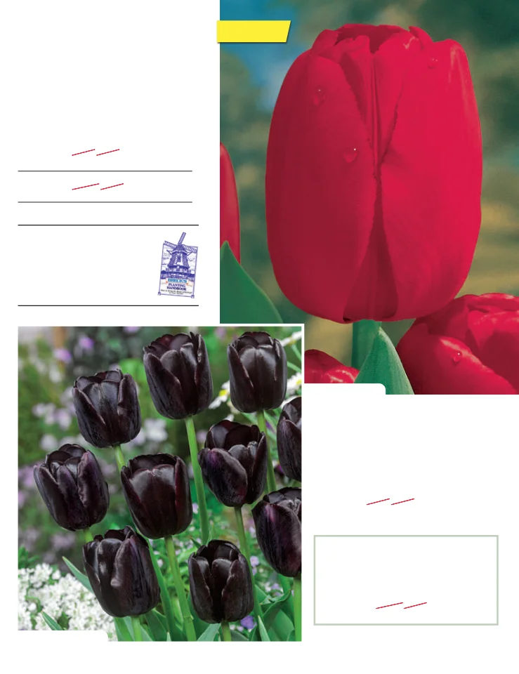 Flyer page 21
