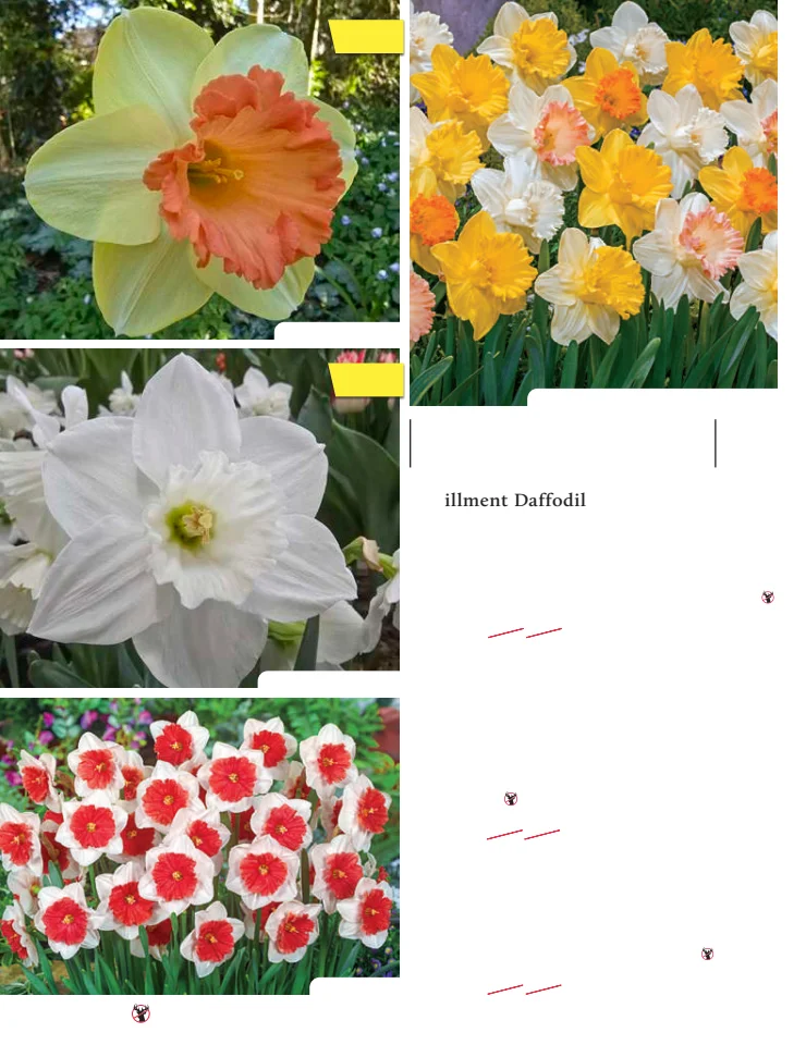 Flyer page 30