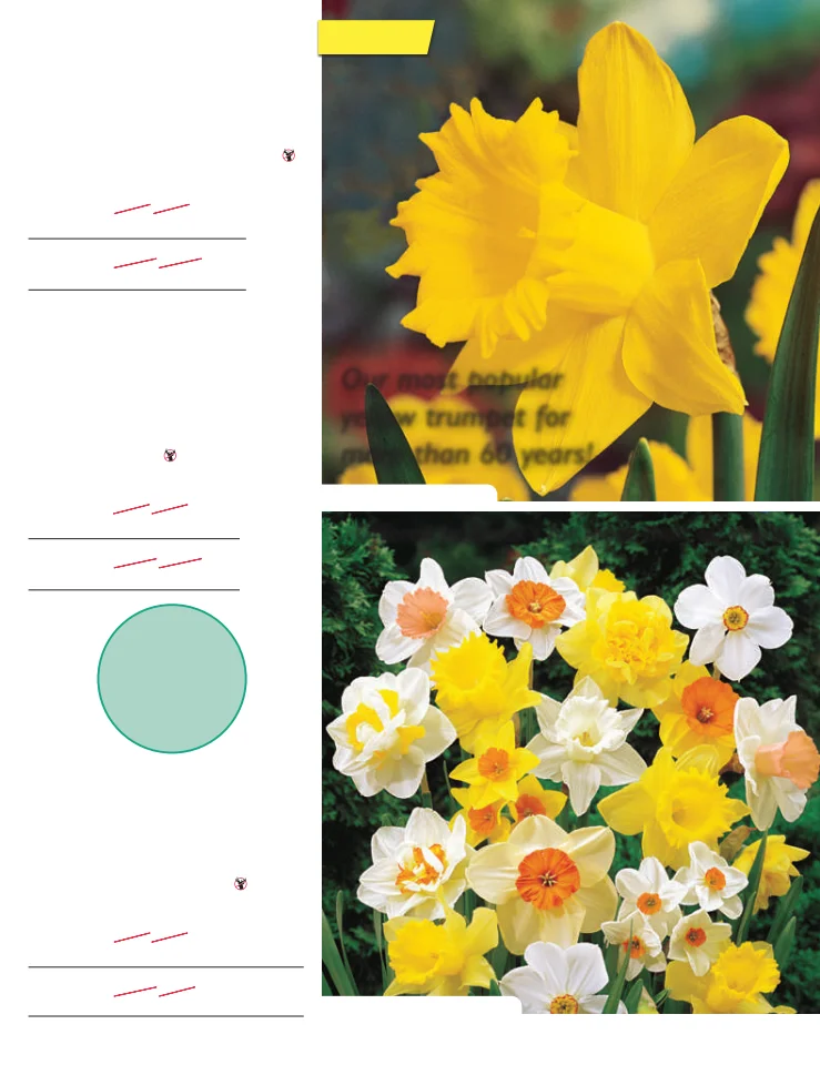 Flyer page 31