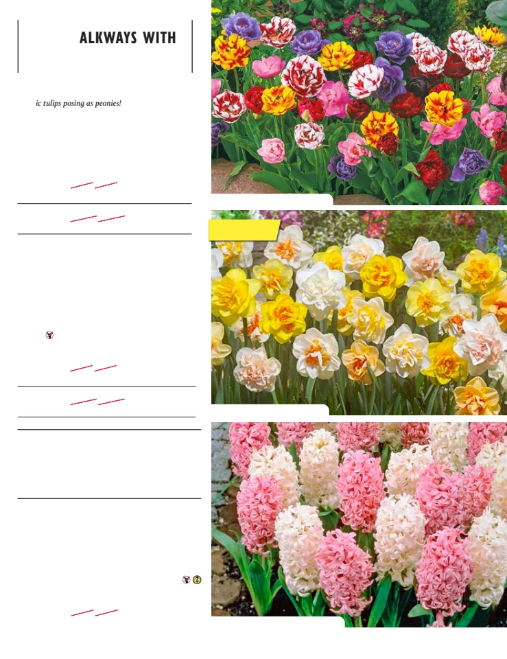Flyer page 37