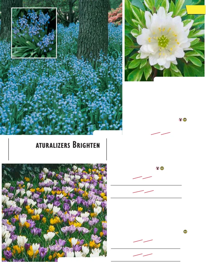 Flyer page 40