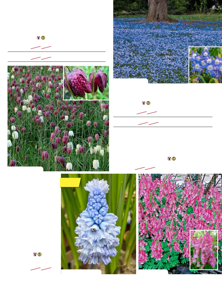 Flyer page 41