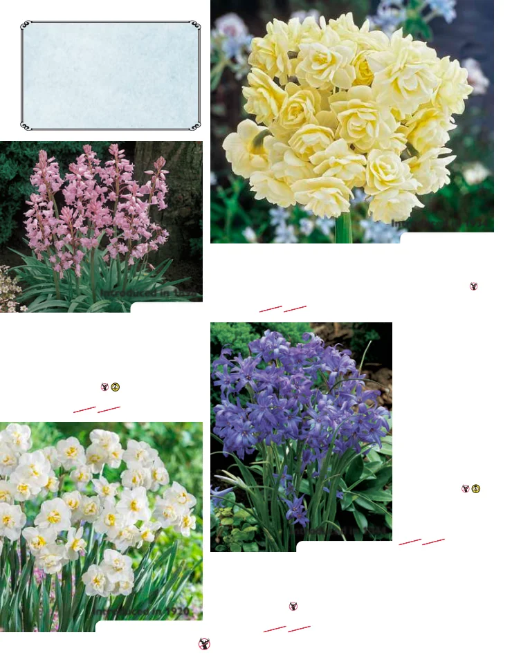 Flyer page 44