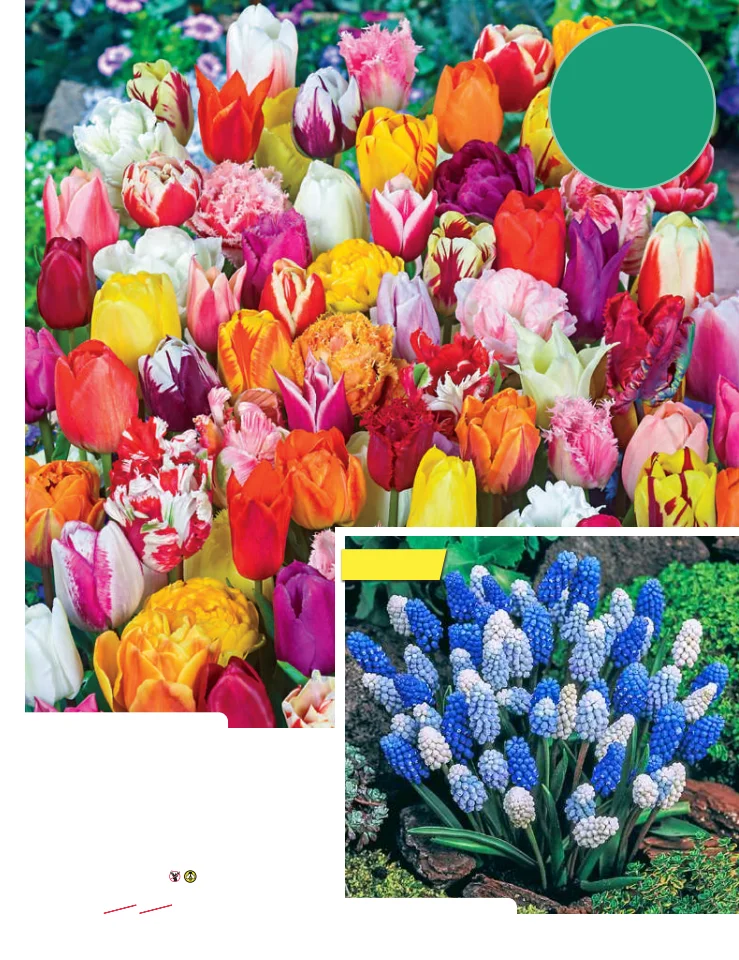 Flyer page 47
