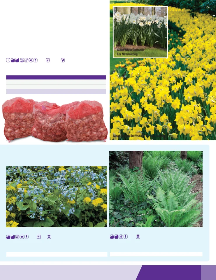 Flyer page 17
