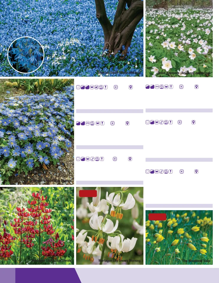 Flyer page 20