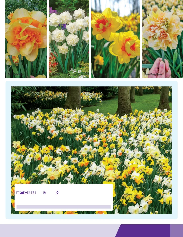 Flyer page 29