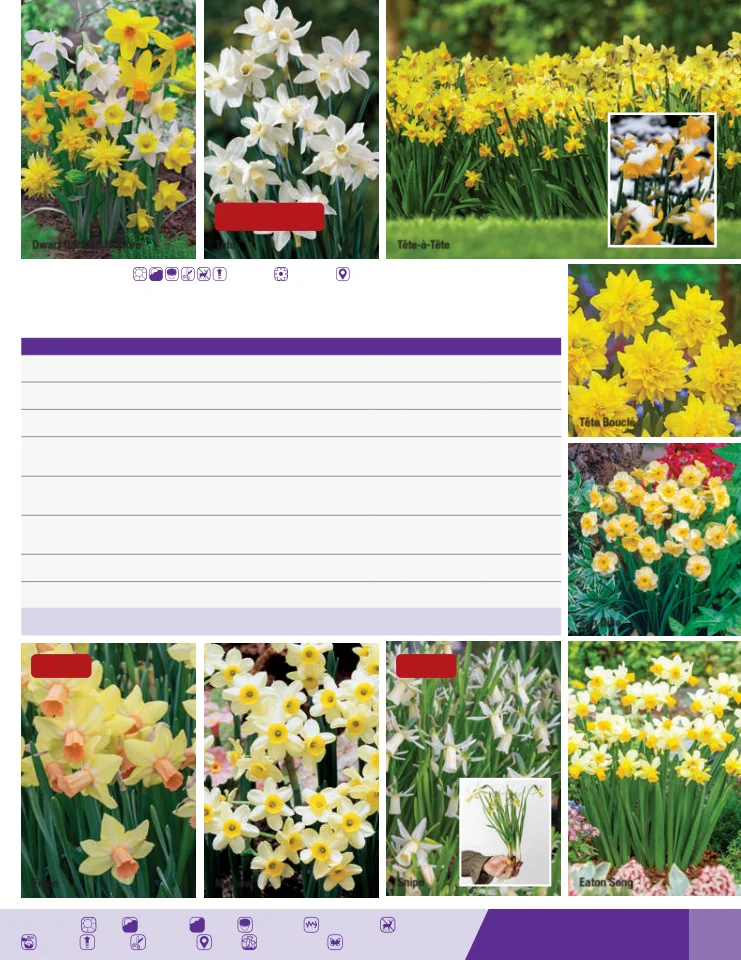 Flyer page 31