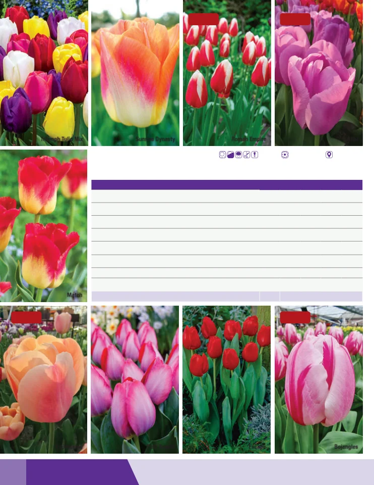 Flyer page 32
