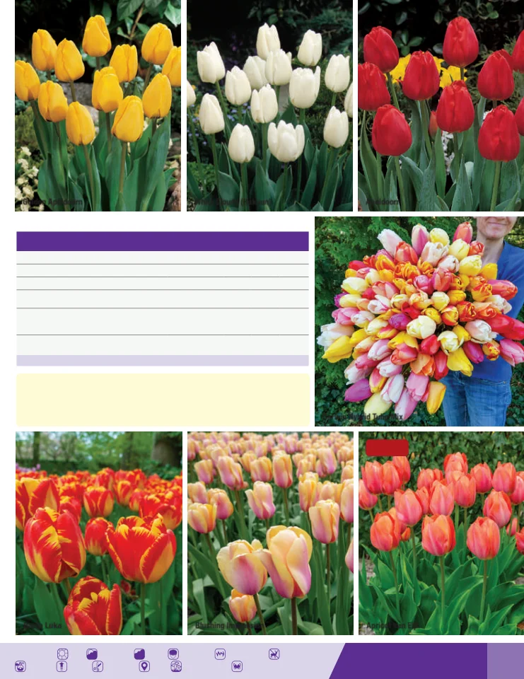 Flyer page 35