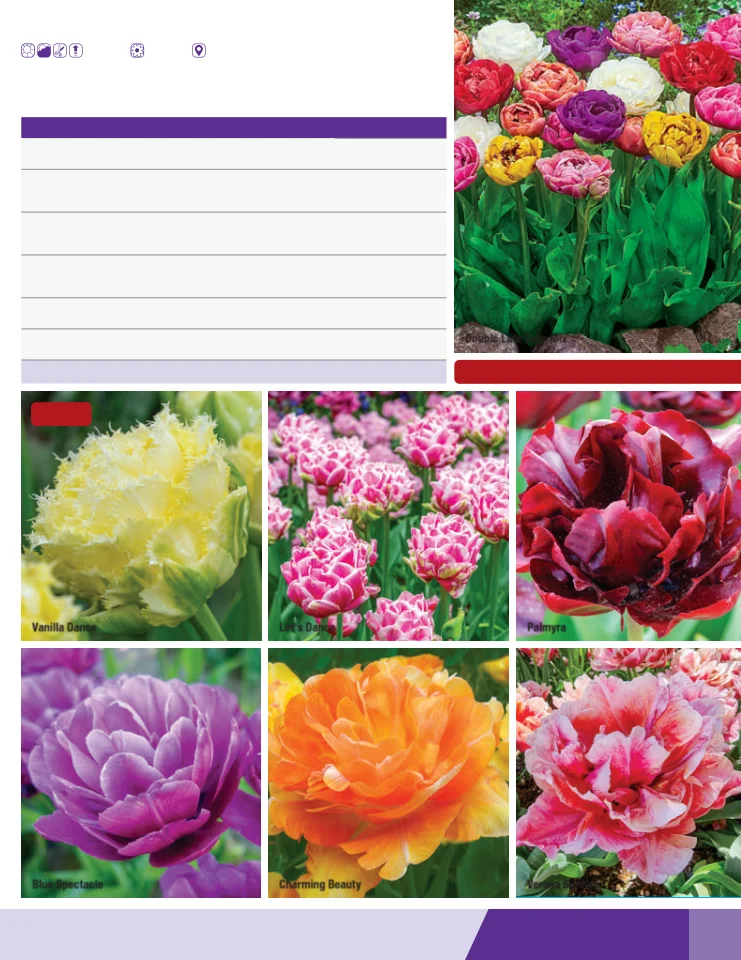 Flyer page 37