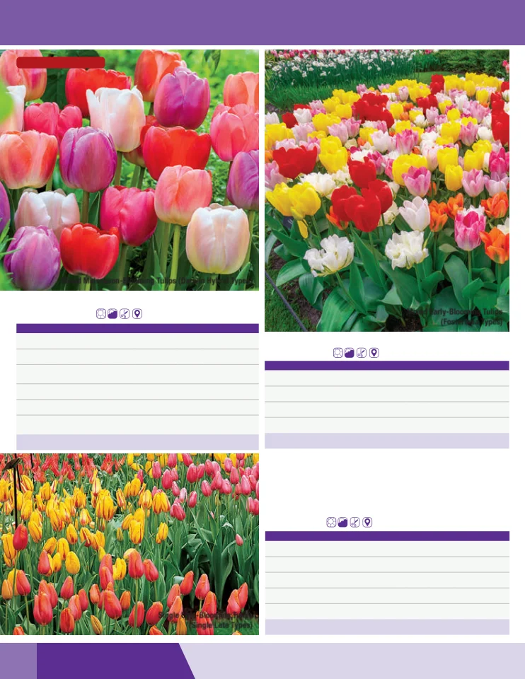 Flyer page 4