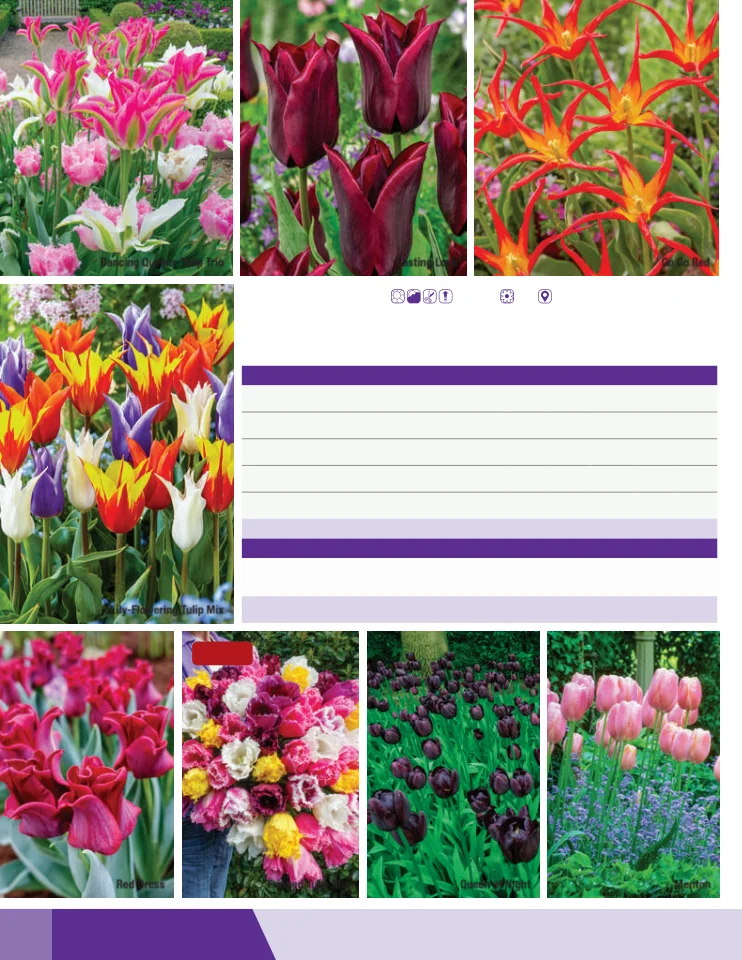 Flyer page 40