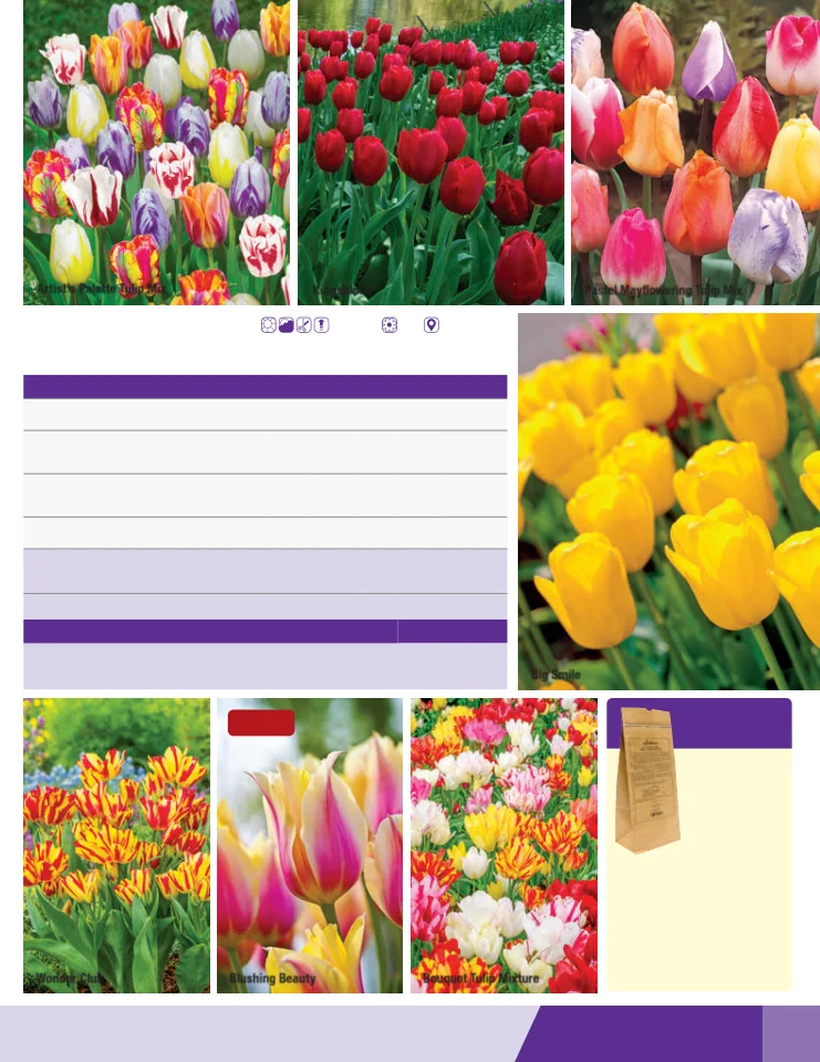 Flyer page 41