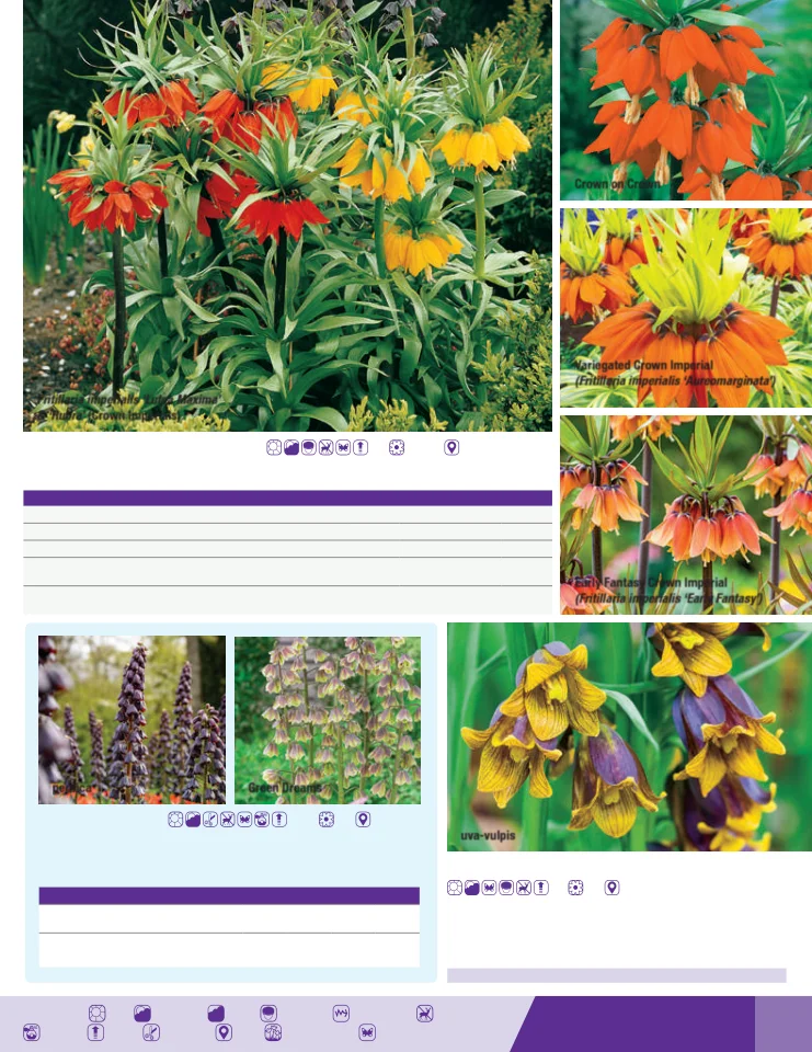 Flyer page 43