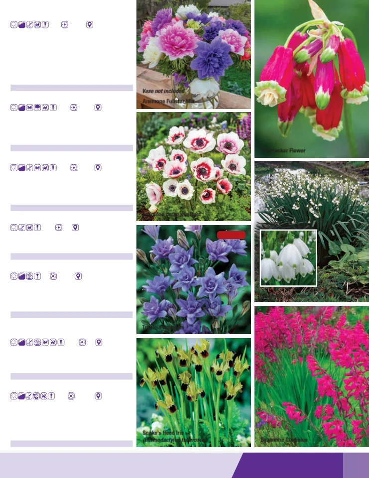 Flyer page 49