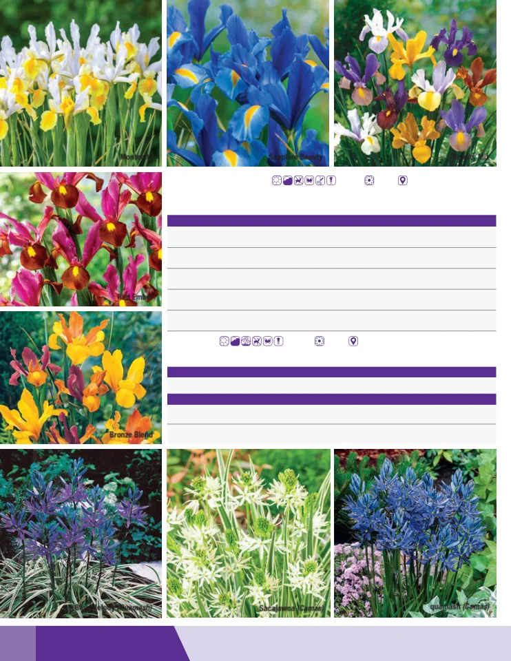 Flyer page 50