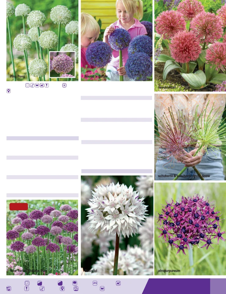 Flyer page 51