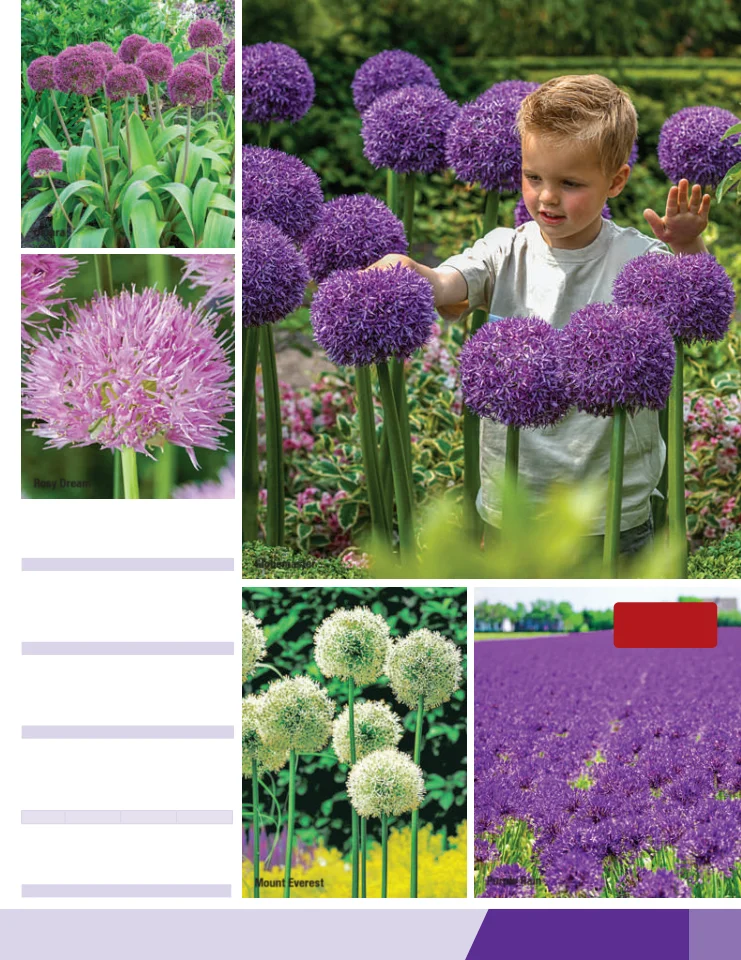 Flyer page 53