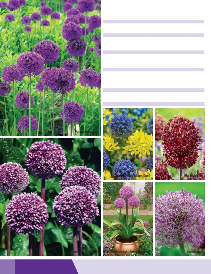 Flyer page 54