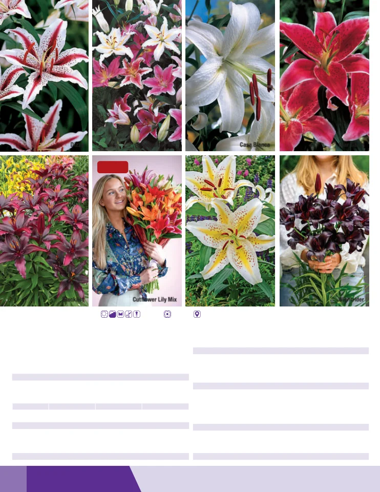 Flyer page 56