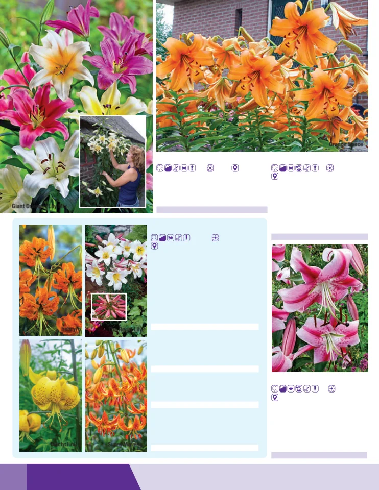 Flyer page 58