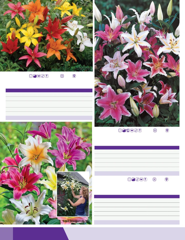 Flyer page 6