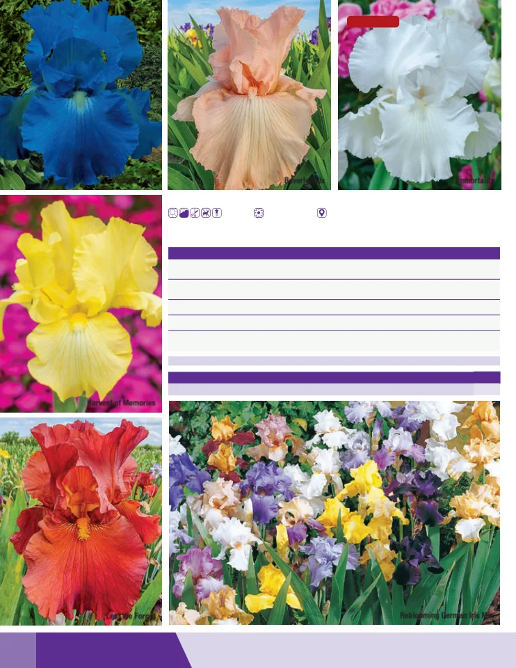 Flyer page 60