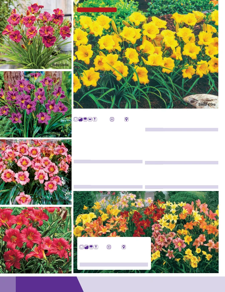 Flyer page 64