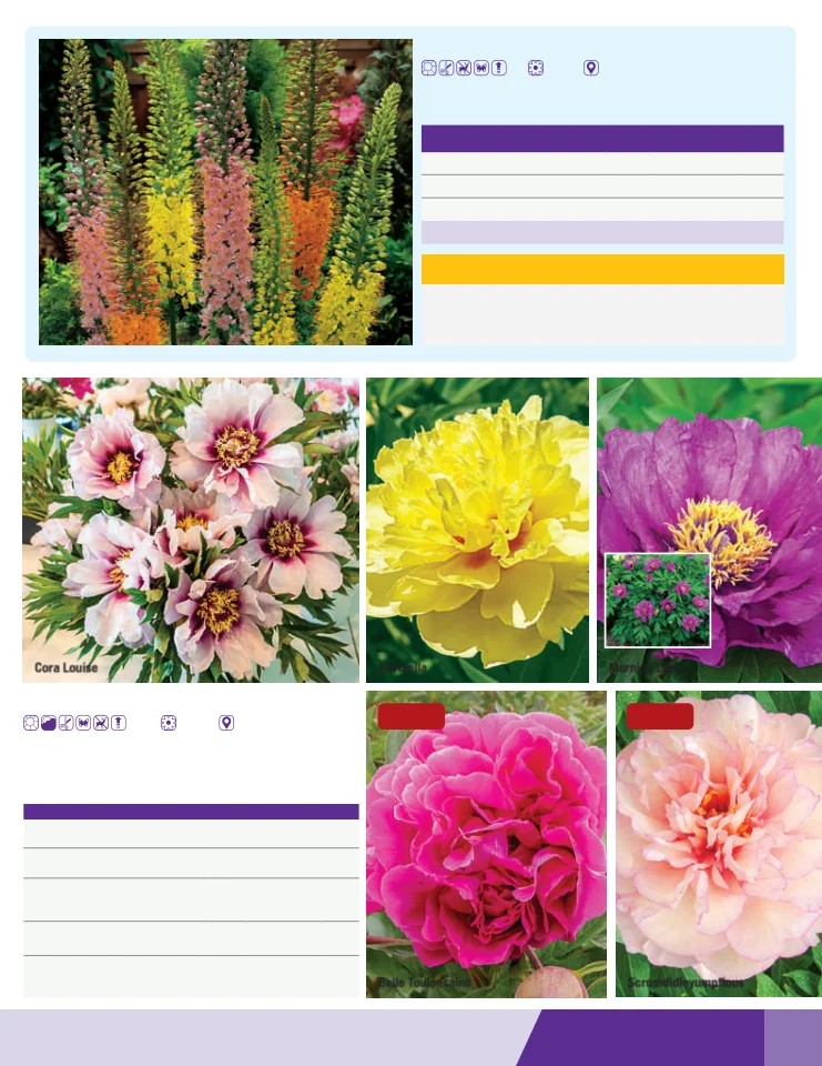 Flyer page 65