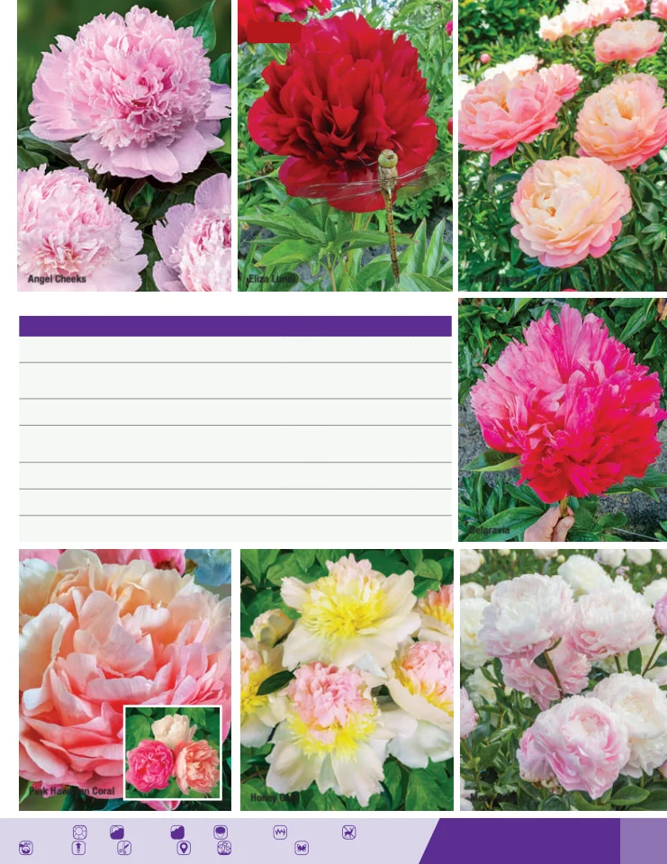 Flyer page 67