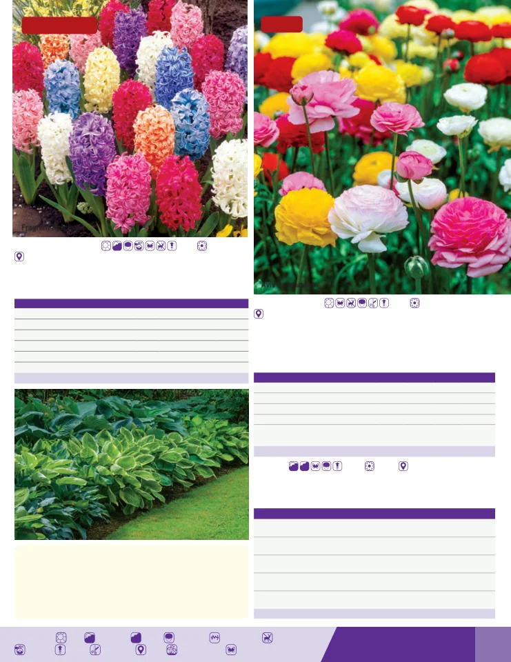 Flyer page 7