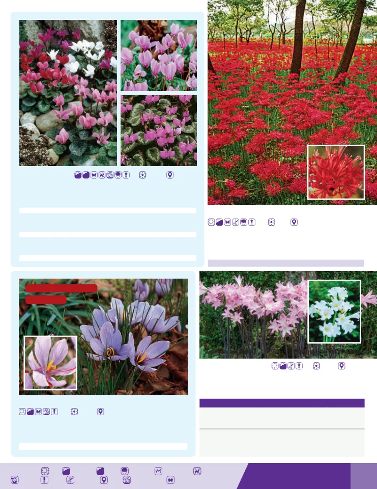 Flyer page 71