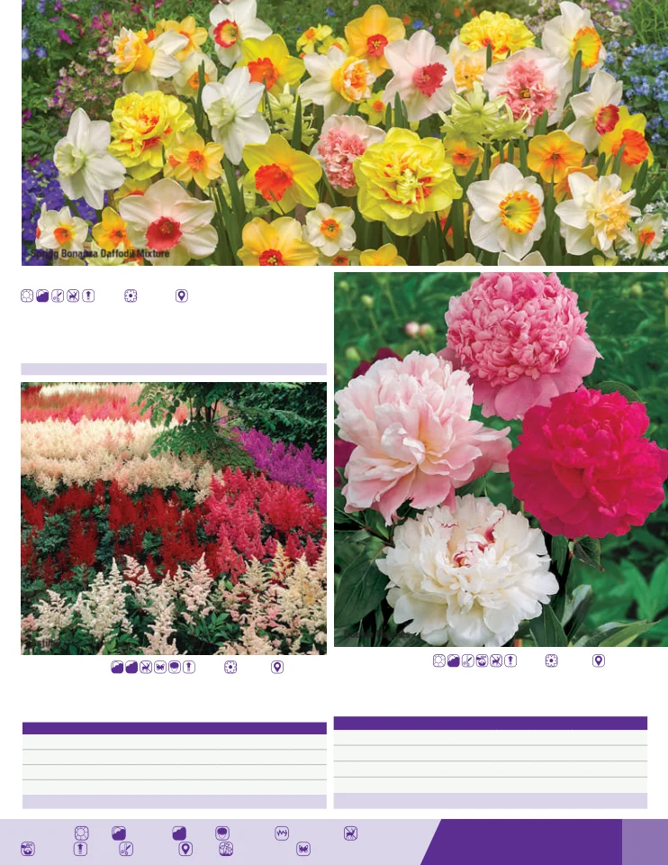 Flyer page 75