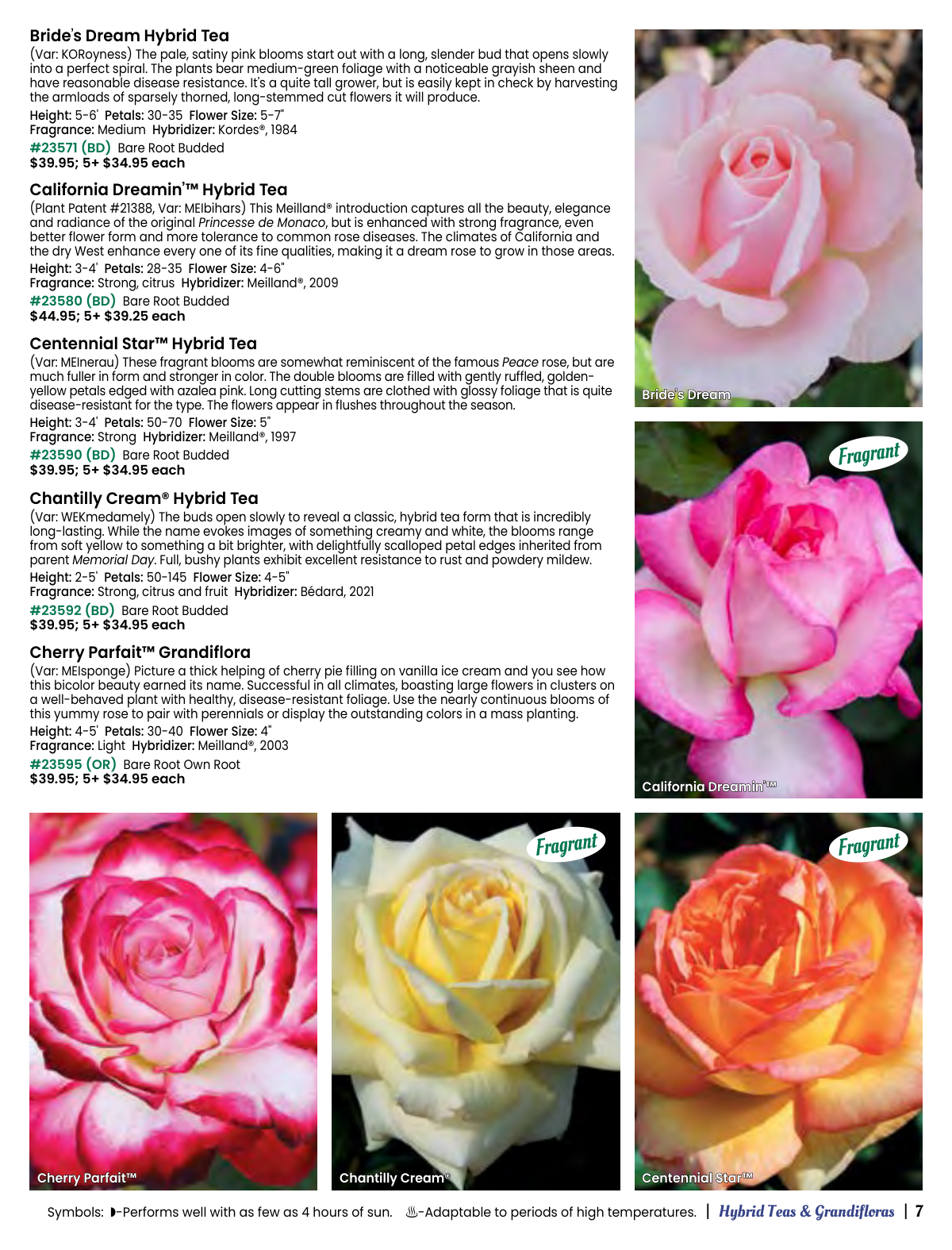 Flyer page 7