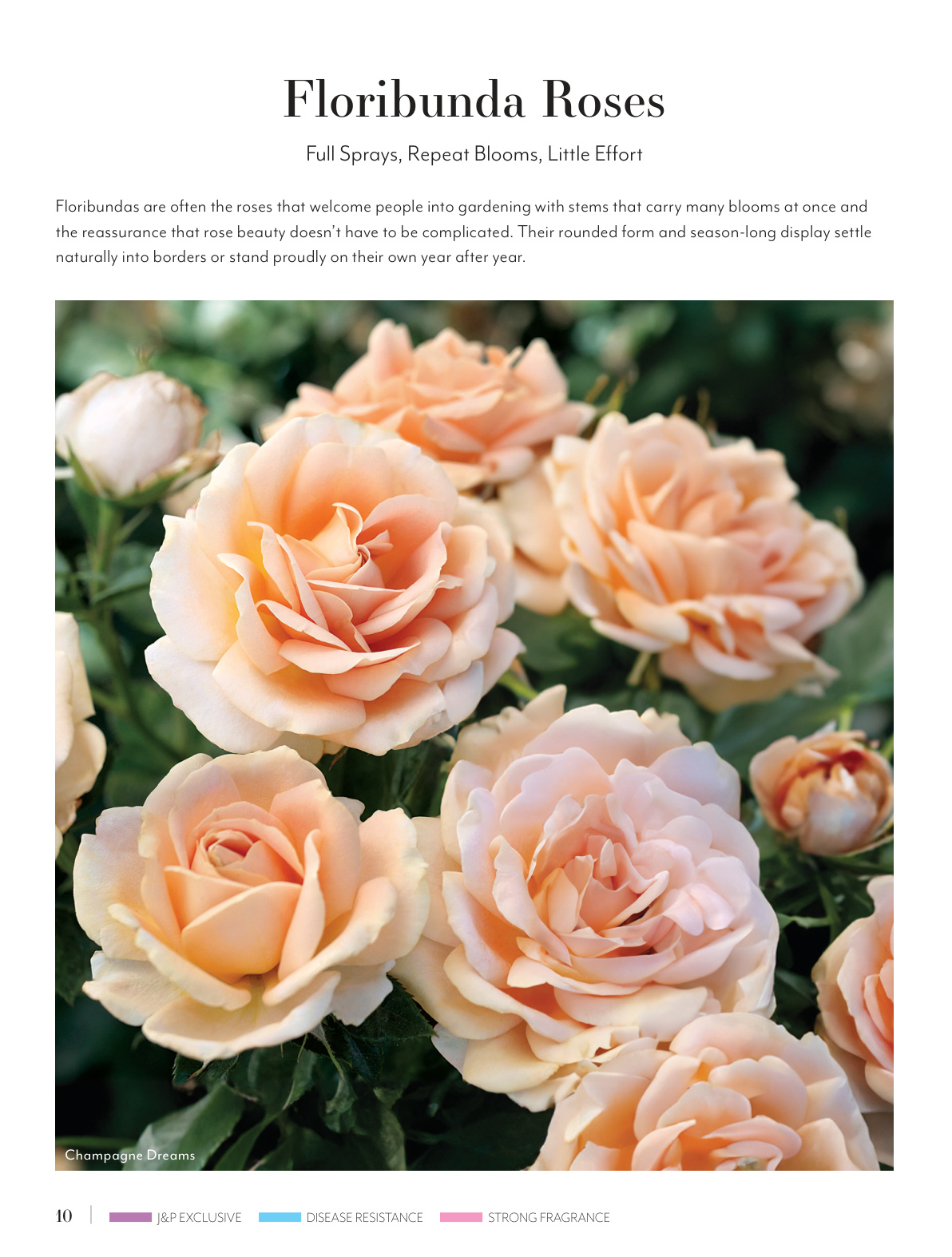 Flyer page 10