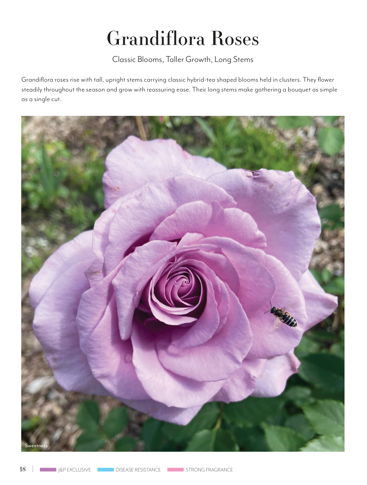 Flyer page 18
