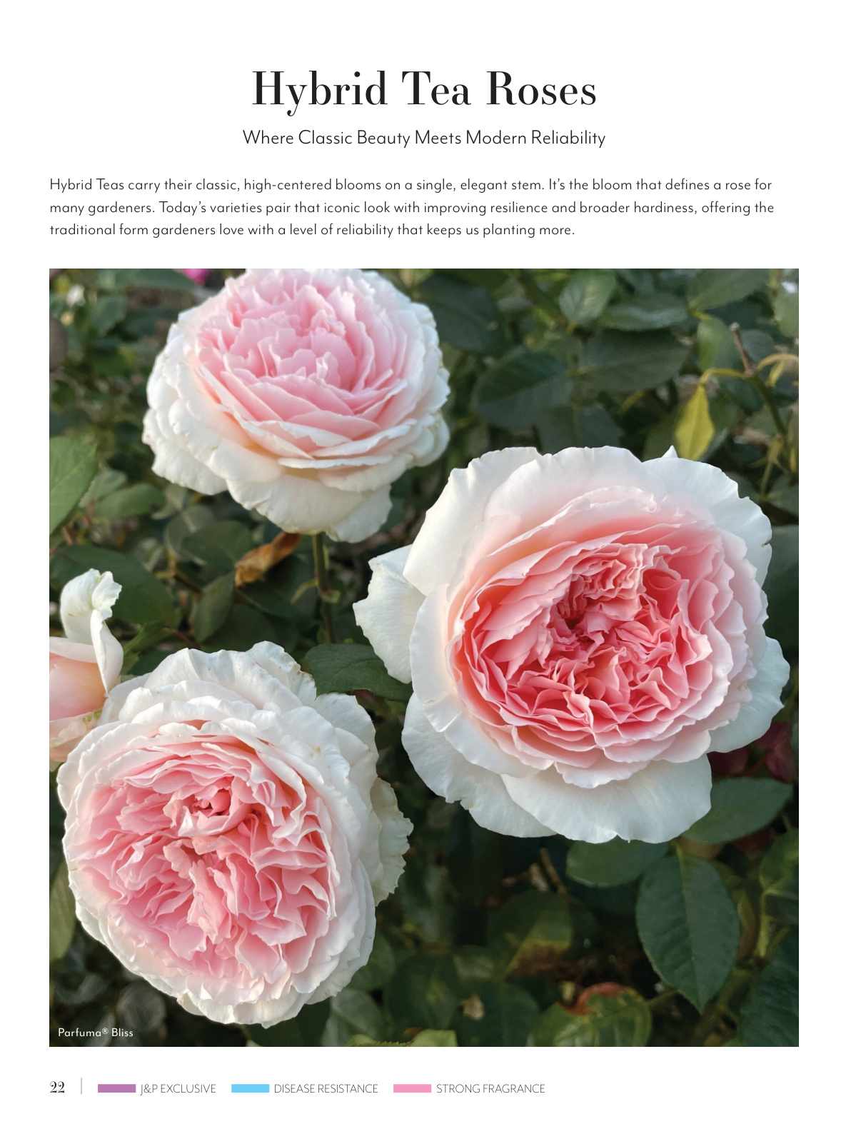 Flyer page 22