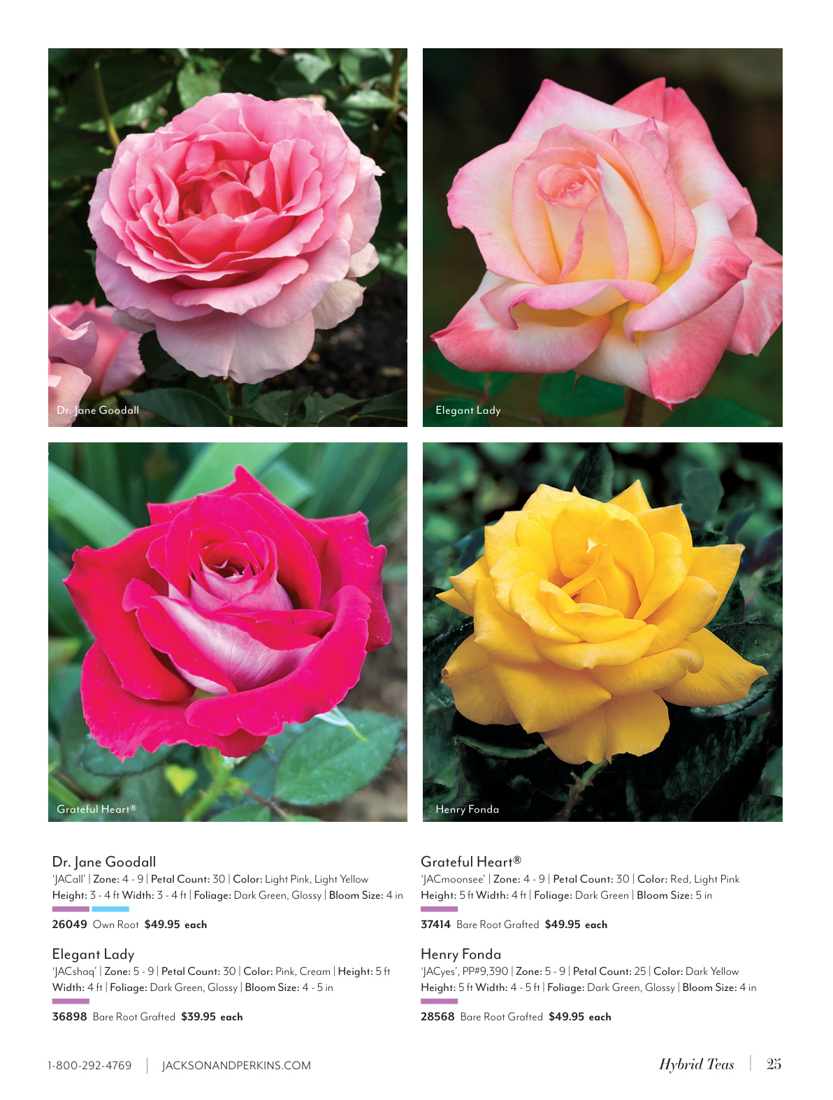 Flyer page 25