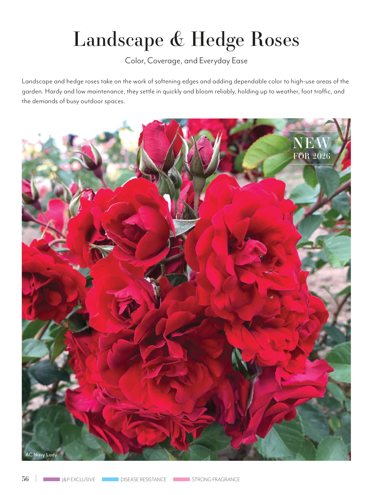 Flyer page 36