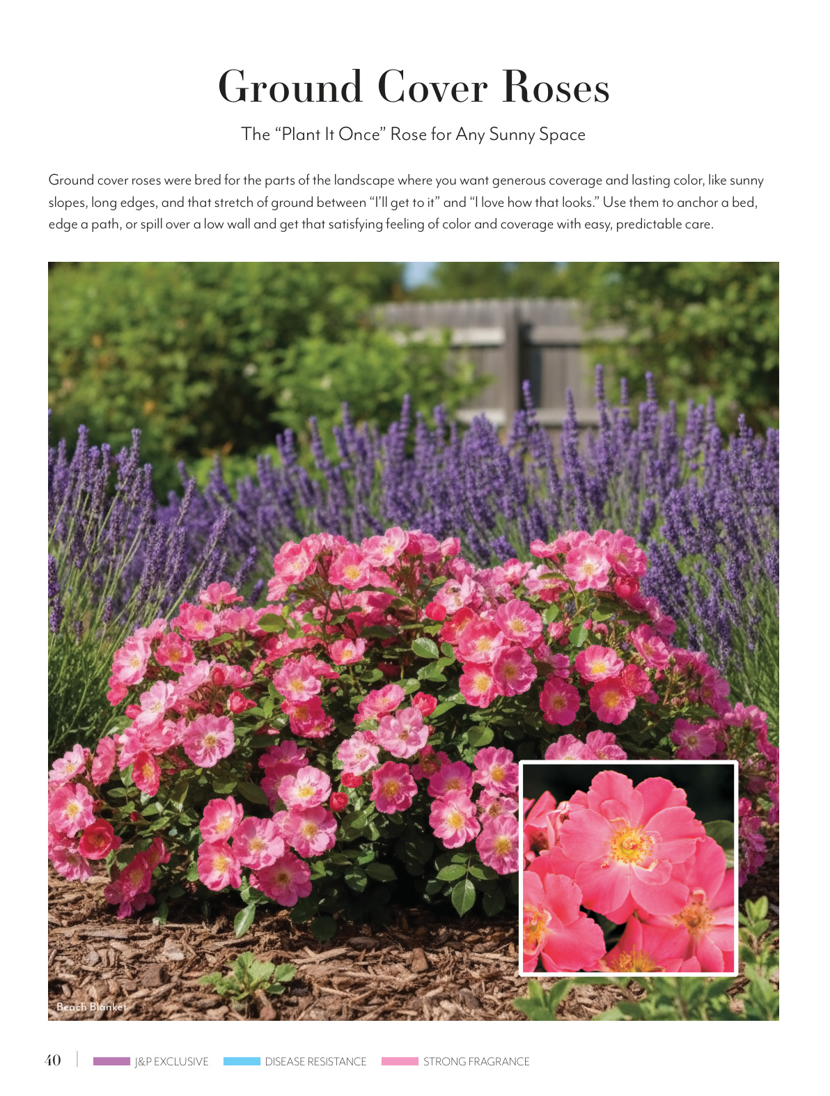 Flyer page 40