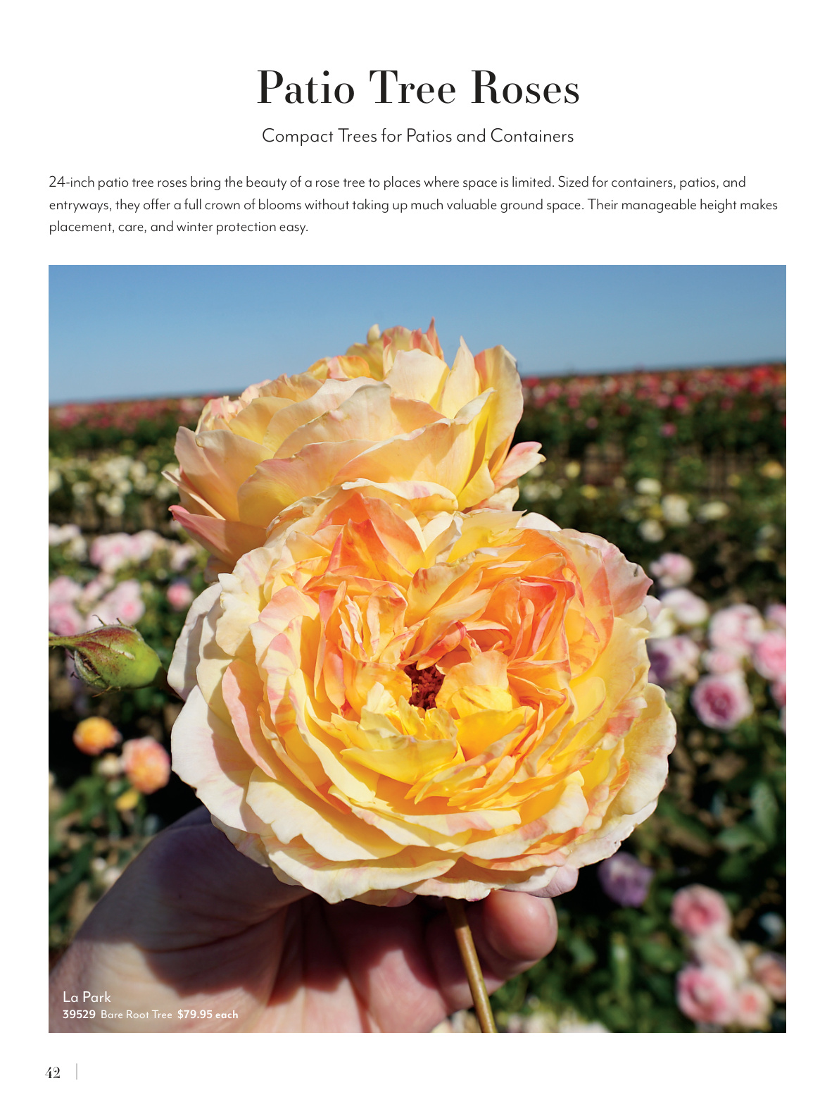 Flyer page 42