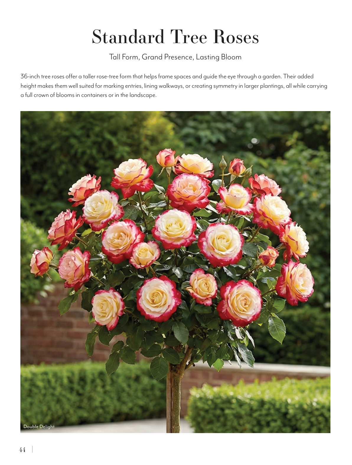 Flyer page 44