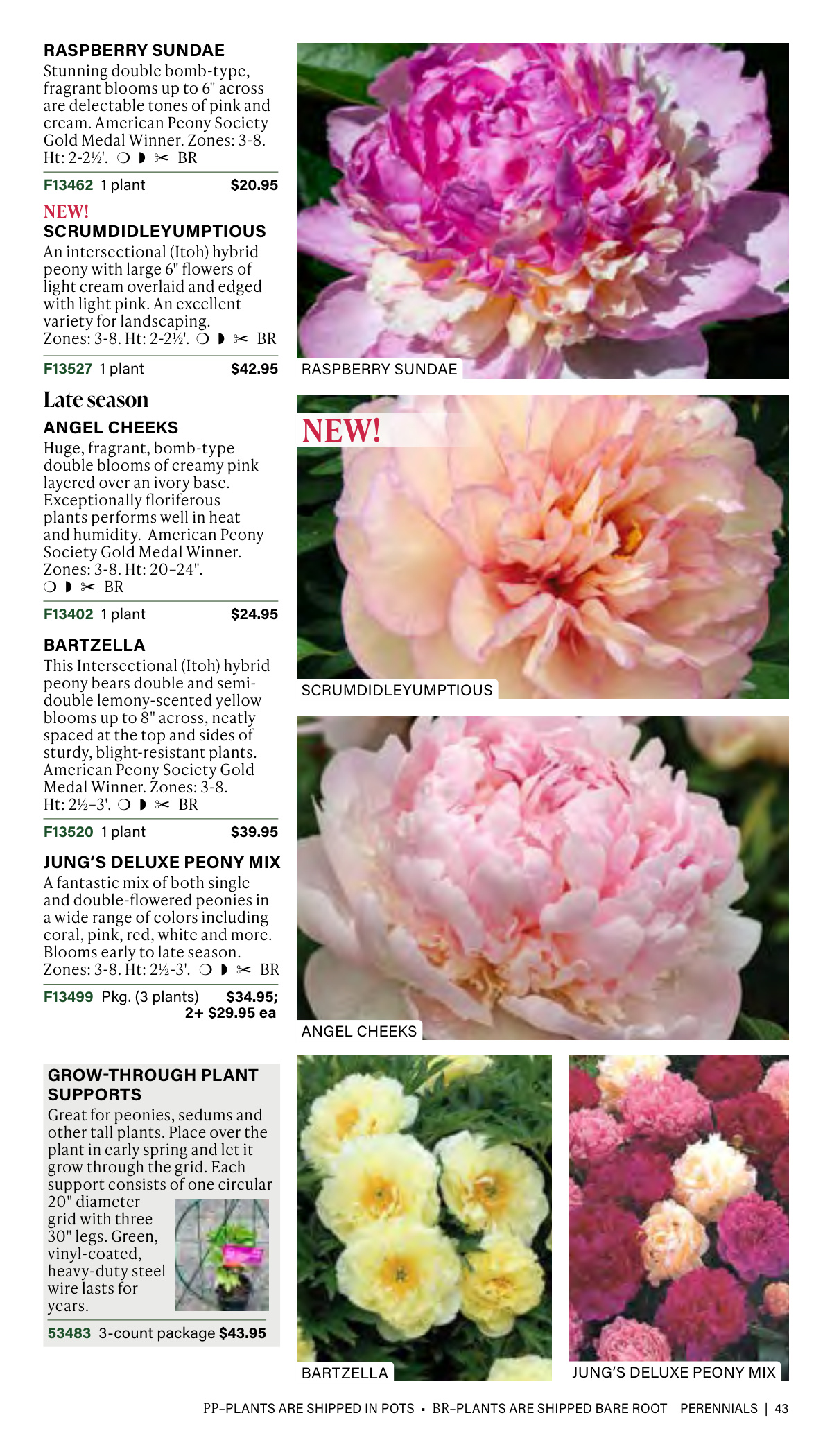 Flyer page 43