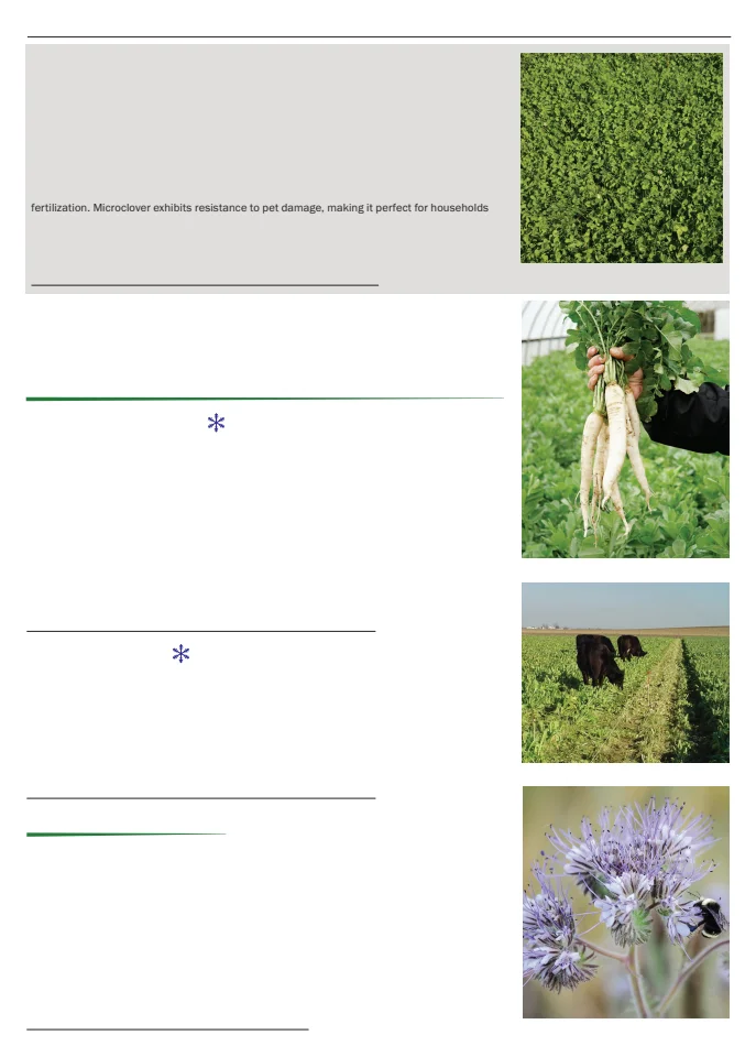 Flyer page 105