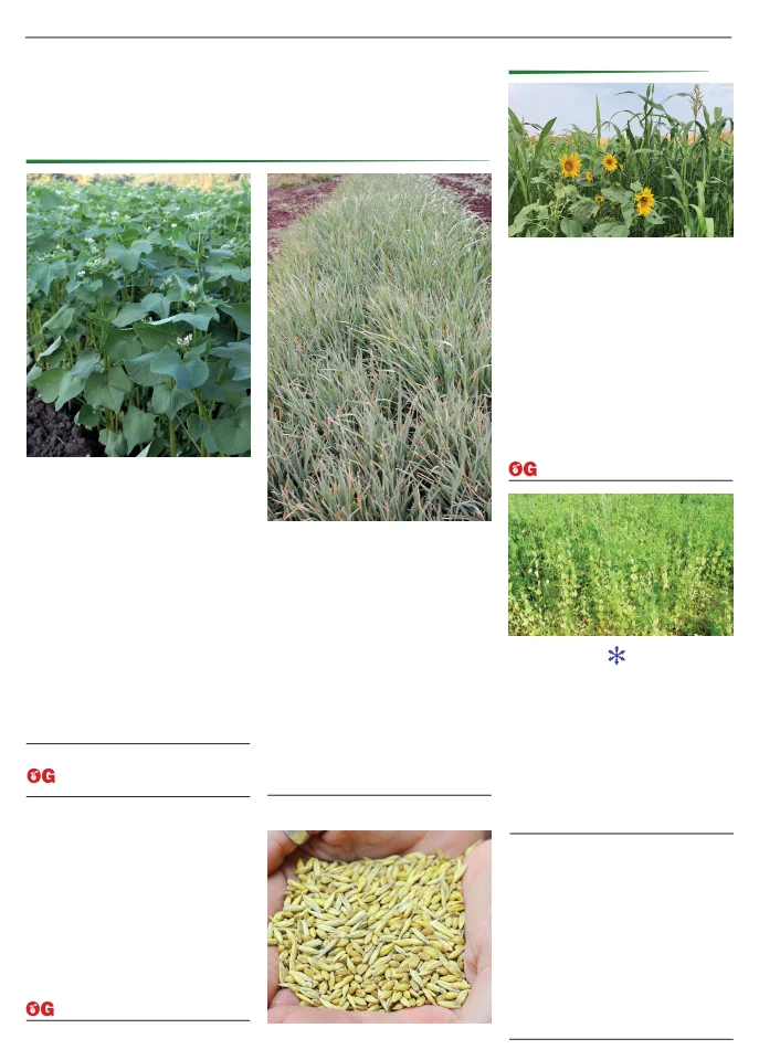 Flyer page 106
