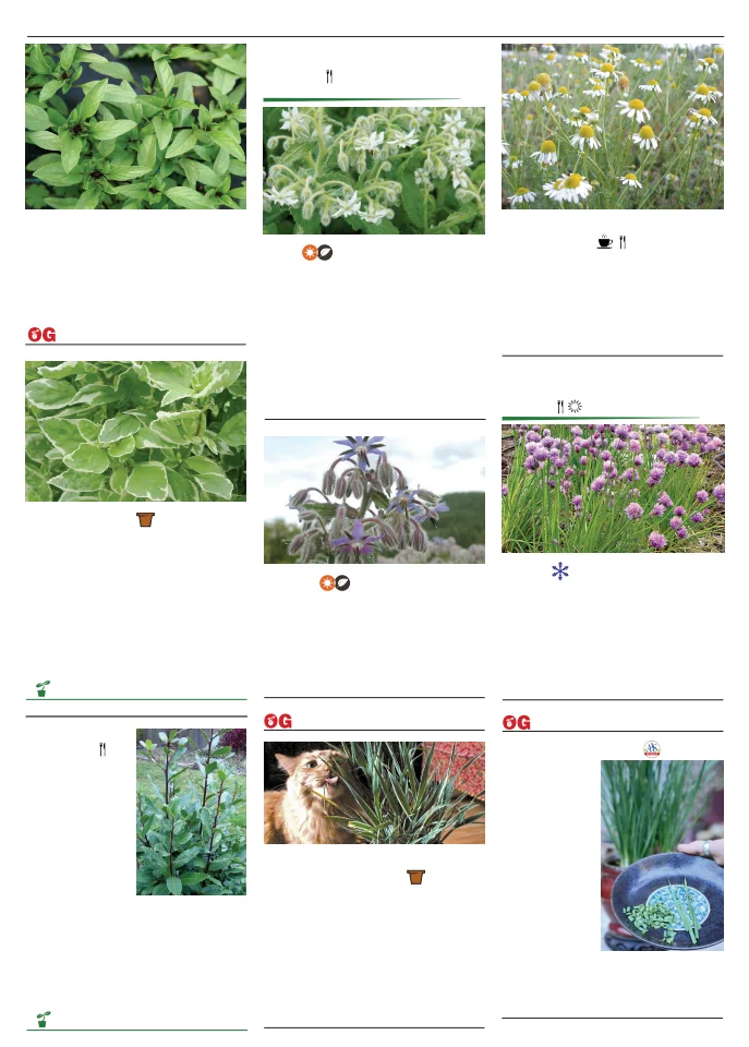Flyer page 109