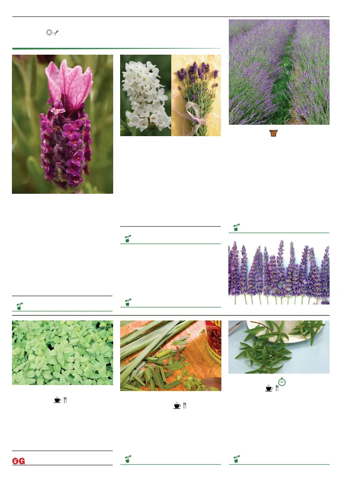 Flyer page 111