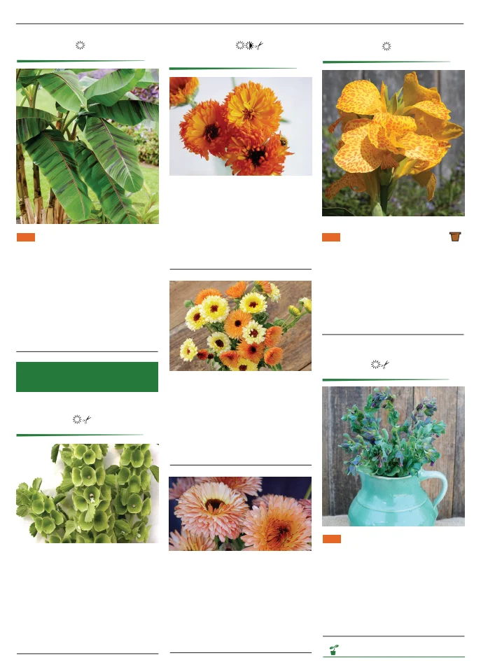 Flyer page 116